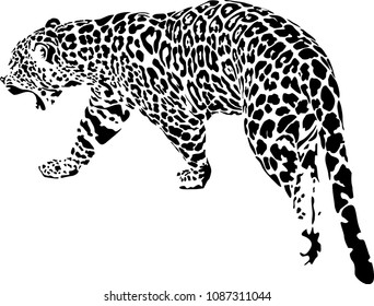 Black and white vector sketch of walks Jaguar