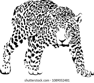 Black and white vector sketch of walks jaguar