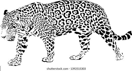 Black and white vector sketch of walks Jaguar