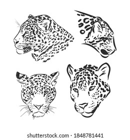 Black and white vector sketch of walks Jaguar. Jaguar animal vector sketch illustration