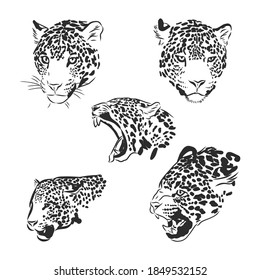 Black and white vector sketch of walks Jaguar. Jaguar animal vector sketch illustration