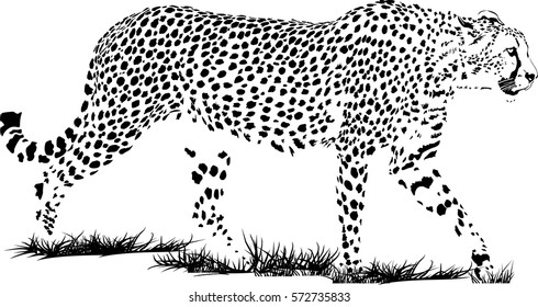 Black and white vector sketch of walks adult Cheetah (Acinonyx jubatus)