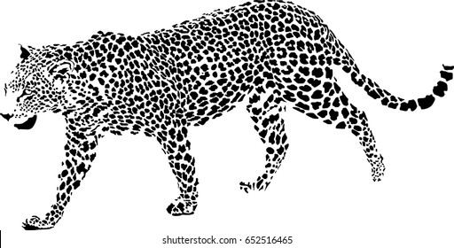 Black and white vector sketch of walks Jaguar