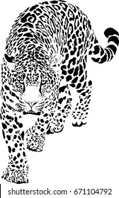 Black And White Vector Sketch Of Walks Jaguar