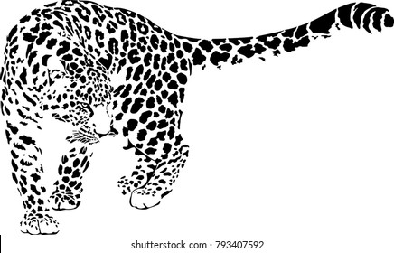 Black and white vector sketch of walks Jaguar