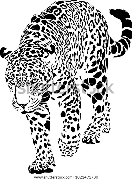 Black White Vector Sketch Walks Jaguar Stock Vector (Royalty Free ...