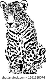 Black and white vector sketch of young Jaguar