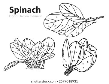 Black and white vector spinach hand drawing. coloring pages, vegetables, diet, healthy, agricultural products