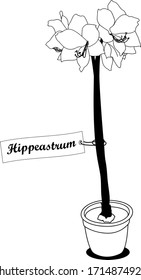 Black and white vector in the style of a Doodle with a flower in a pot. Illustration of the Hippeastrum plant. Linear drawing