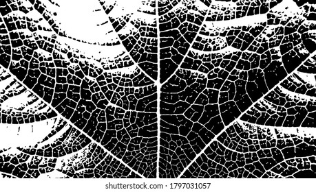 Black and white vector texture of a veined plant leaf