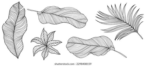 Black and white vector tropical illustration with palm leaves and banana leaves. Illustration for coloring books, covers, decor, wallpapers and postcards
