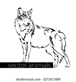 Black and white vector wolf. Illustration.