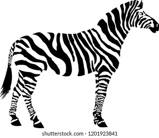 Black and white vector zebra without outlines