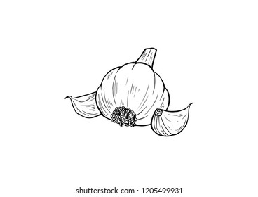 A black and white vectorial illustration of an isolated garlic. 