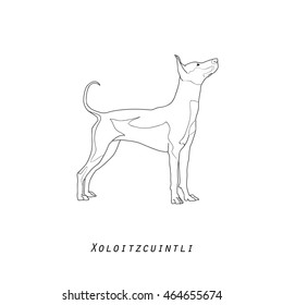Black and white vintage illustration portrait of one standing dog of Xoloitzcuintli mexican hairless breed of standard size on white background with text below