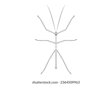 Black and White Walkingstick Clipart Vector isolated on White Background. Coloring Page of a Walkingstick