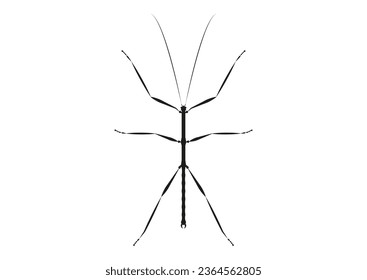 Black and White Walkingstick Clipart Vector isolated on White Background