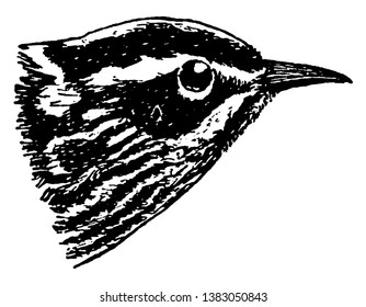 Black and White Warbler is a small New World warbler, vintage line drawing or engraving illustration.