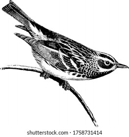 Black and White Warbler is a species of New World warbler, and the only member of its genus, Mniotilta, vintage line drawing or engraving illustration. 