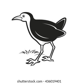 black & white water hen looking something -vector drawing