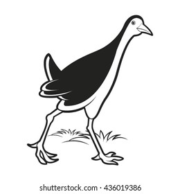 black & white water hen walking-vector drawing