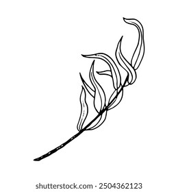 Black and white willow tree branch line vector illustration for Sukkot species celebration. Fresh foliage weeping botanical willow twig for floral designs. Elegant ink sketch