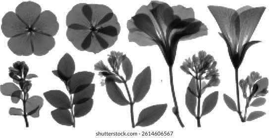 Black and White X-ray floral set with grunge elements and transparent layers, featuring vintage halftone effects for a retro aesthetic bouquet graphic illustration.