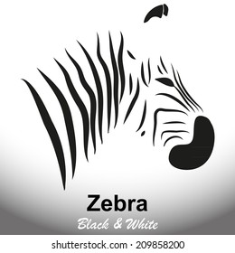 Black and white zebra