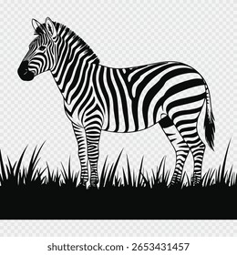 Illustration zèbre noir et blanc avec motif de rayures détaillées sur fond transparent pour le design et l'éducation