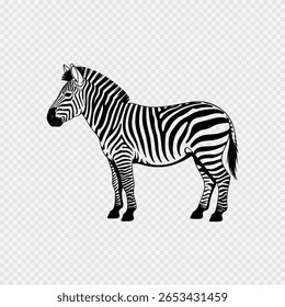 Illustration zèbre noir et blanc avec motif de rayures détaillées sur fond transparent pour le design et l'éducation