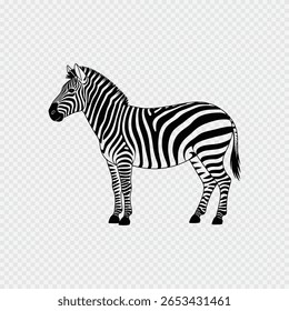 Illustration zèbre noir et blanc avec motif de rayures détaillées sur fond transparent pour le design et l'éducation
