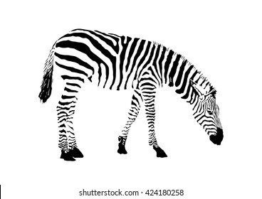 black and white zebra, isolated animal vector illustration