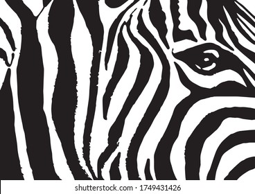 Black and white zebra pattern, lined background,fashion art, vector abstract illustration