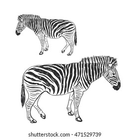 Black and White Zebra portrait sketch isolated on white background. Vector illustration