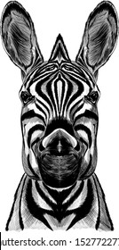 black and white Zebra realism vector