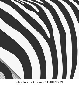 Black white zebra skin pattern vector