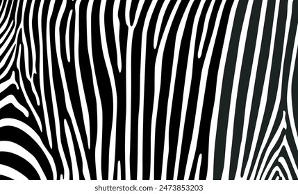Black and white Zebra skin pattern. Vector illustration