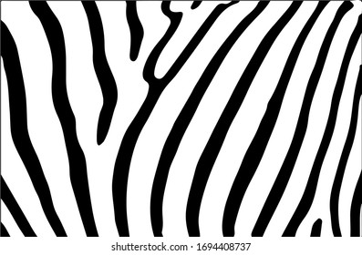 Black and white zebra stripes background. Zebra skin. Zebra background.Vector illustration.