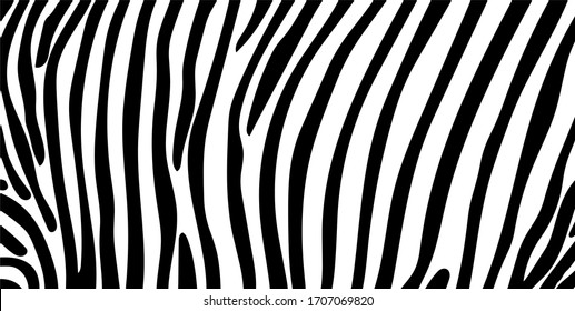 Black and white zebra stripes background. Zebra background.Vector illustration.