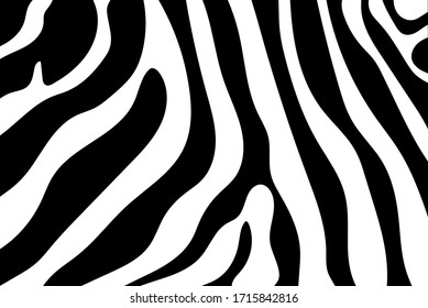 Black and white zebra stripes background. Zebra background.Vector illustration.