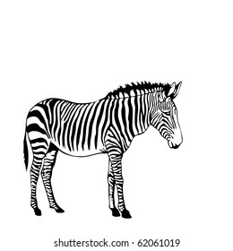 black and white zebra vector illustration
