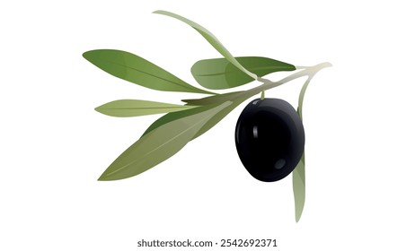 Black whole olive with leaves isolated on white. Olive twigs with leaves. Best for olive products, farm market products,  design art, drawing clipart, Illustration painting, Graphic logo olive vector.