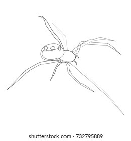 Black widow illustration drawn by one line. Vector illustration