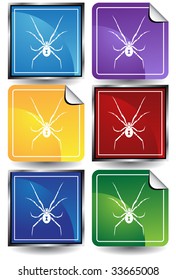 black widow spider color