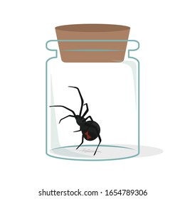 Black widow spider in glass bottle vector illustration isolated on white background. Strange spider vector cartoon. Experimental insect animal in glass bottle.