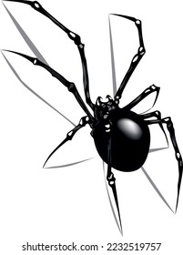 black widow spider illustration on white background