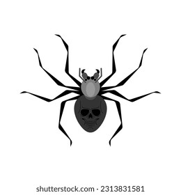 Black widow spider isolated. Poisonous dangerous spider.