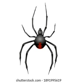 
Black widow spider on white background. Vector illustration