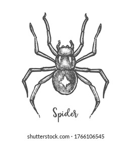 Black widow spider sketch. Hand drawn halloween bug. Horror or danger insect. Tarantula mascot or tattoo, Arachnid bug engraved. Web pest. Entomology or biology vector illustration or sign