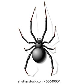 Black Widow Spider. Vector.